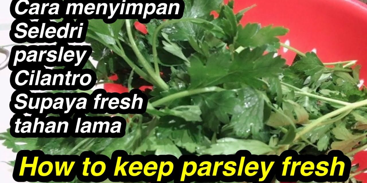 Cara Simpan Peterseli Agar Tetap Segar Dan Selama 2 Minggu