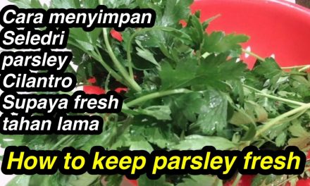 Cara Simpan Peterseli Agar Tetap Segar Dan Selama 2 Minggu