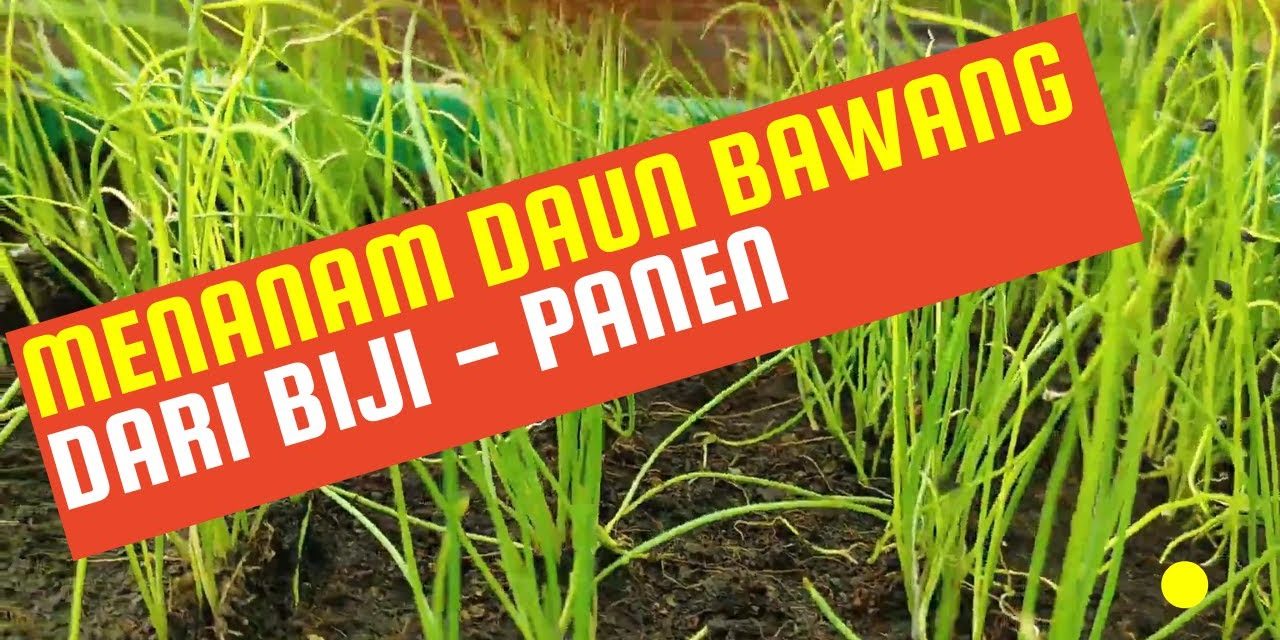 Langkah Mudah Budidaya Daun Bawang Dari Biji Untuk Pemula