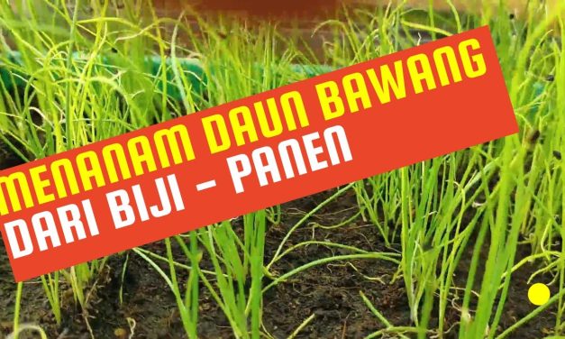 Langkah Mudah Budidaya Daun Bawang Dari Biji Untuk Pemula