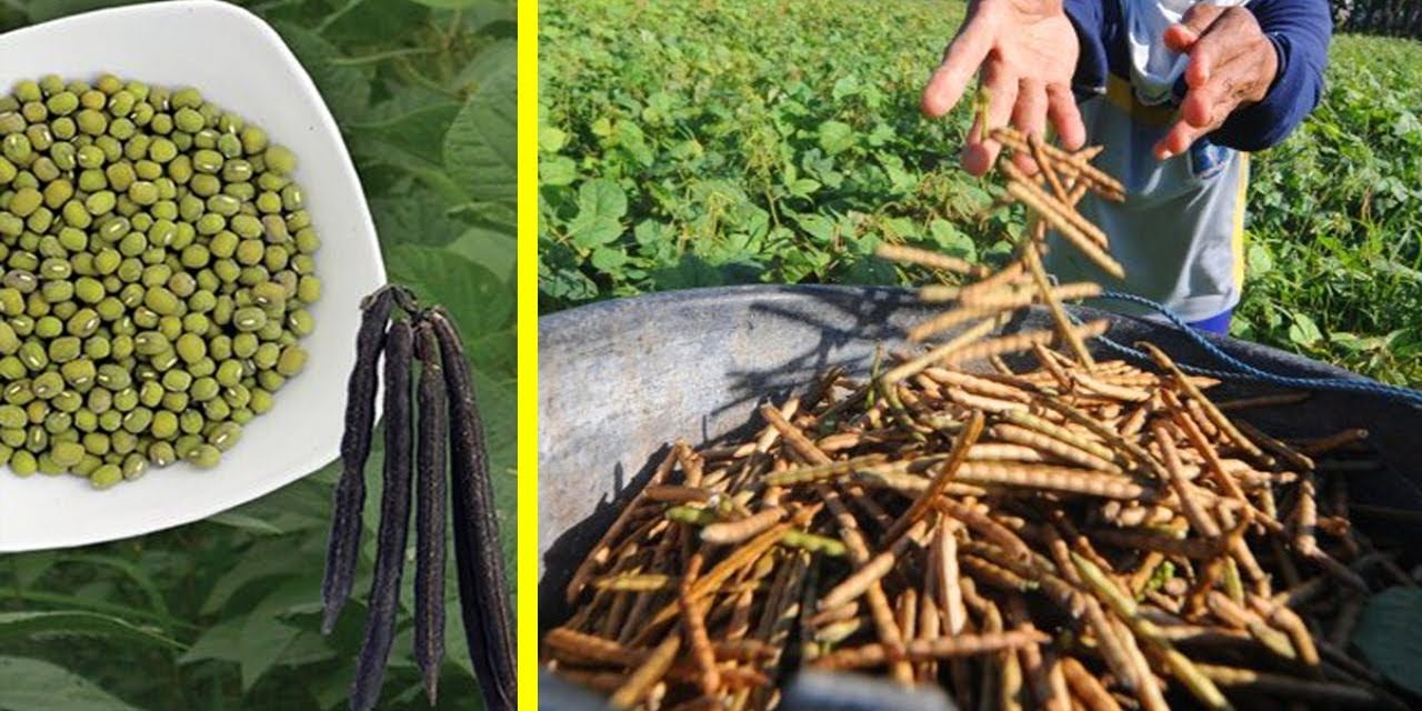 7 Jenis Tanaman Kacang Yang Bisa Di Coba Di Halaman Rumah