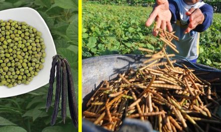 7 Jenis Tanaman Kacang Yang Bisa Di Coba Di Halaman Rumah