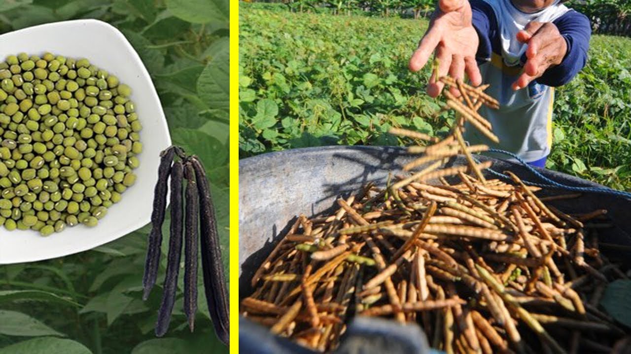 7 Jenis Tanaman Kacang