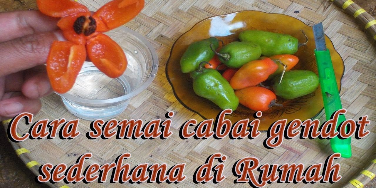 Rahasia Sukses Budidaya Cabai Gendot Agar Buah Lebih Besar
