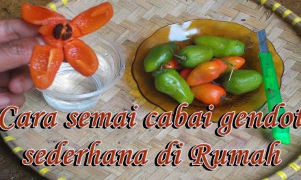 Rahasia Sukses Budidaya Cabai Gendot Agar Buah Lebih Besar