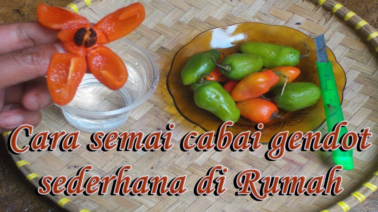 Rahasia Sukses Budidaya Cabai