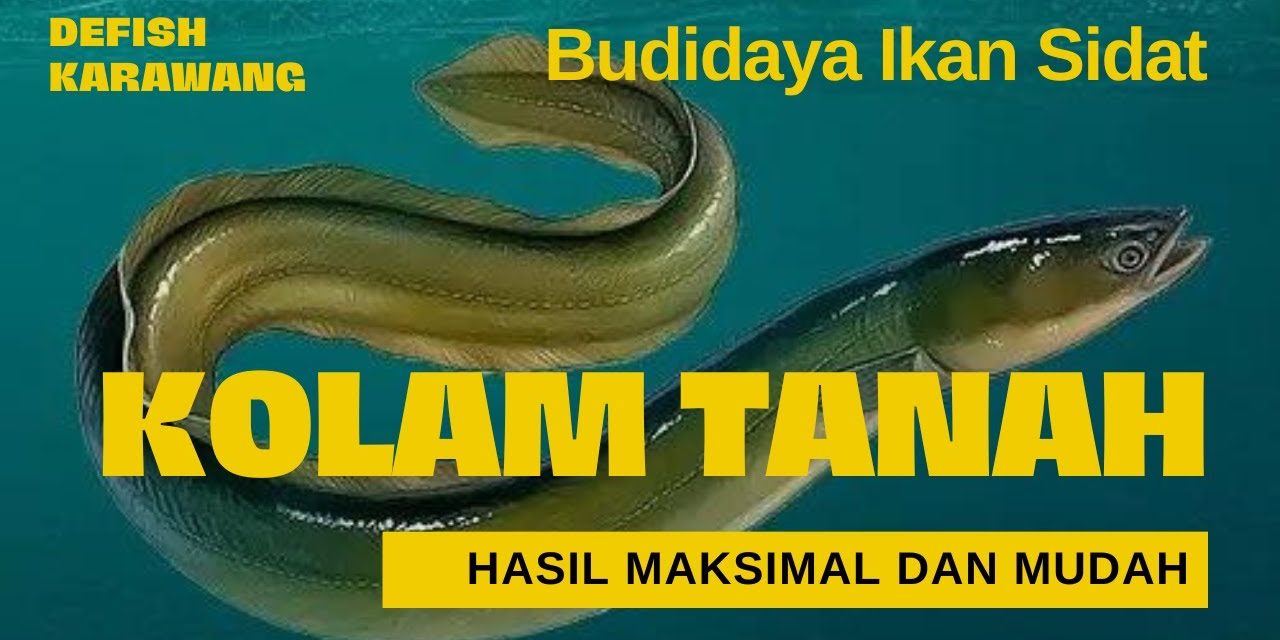 Peluang Cuan Dari Sidat: Panduan Budidaya Untuk Para Pemula
