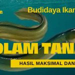Peluang Cuan Dari Sidat: Panduan Budidaya Untuk Para Pemula