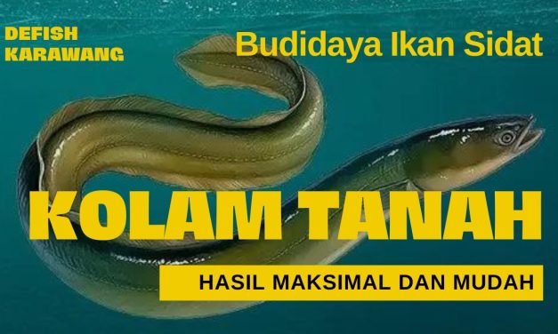 Peluang Cuan Dari Sidat: Panduan Budidaya Untuk Para Pemula