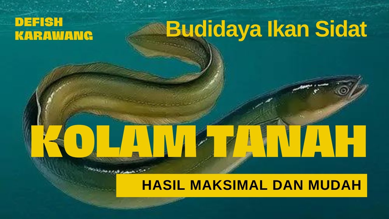 Peluang Cuan Dari Sidat