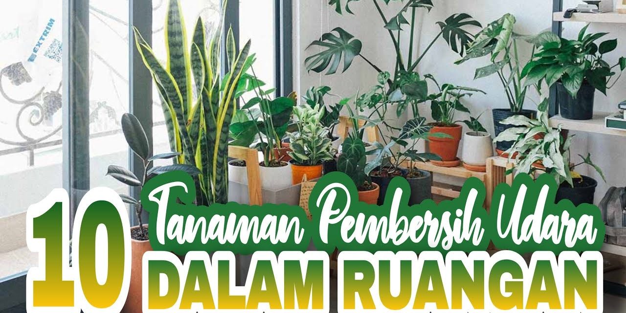 Tanaman Hias Pembersih Udara Yang Baik Untuk Kesehatanmu
