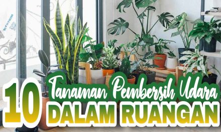 Tanaman Hias Pembersih Udara Yang Baik Untuk Kesehatanmu