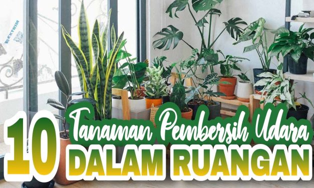Tanaman Hias Pembersih Udara Yang Baik Untuk Kesehatanmu