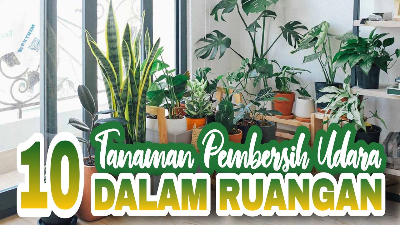 Tanaman Hias