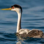 Fakta Unik Burung Grebe: Si Penyelam Ulung Di Dunia Burung Air