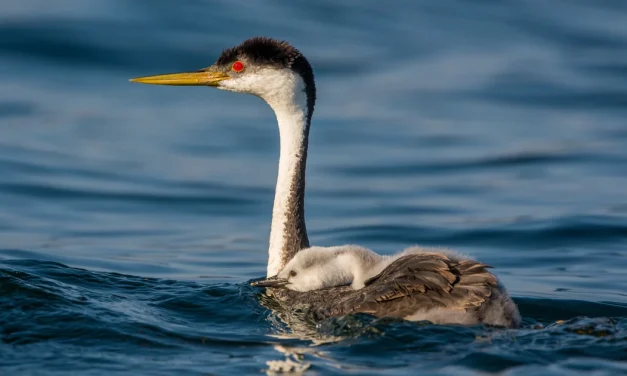 Fakta Unik Burung Grebe: Si Penyelam Ulung Di Dunia Burung Air