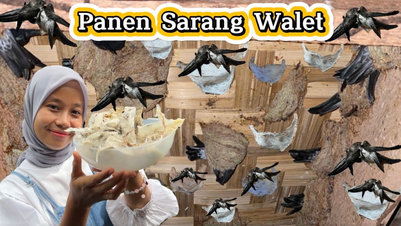 Bisnis Sarang Burung