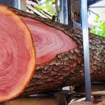 Kayu Mahoni Si Merah Eksotis Yang Bernilai Tinggi