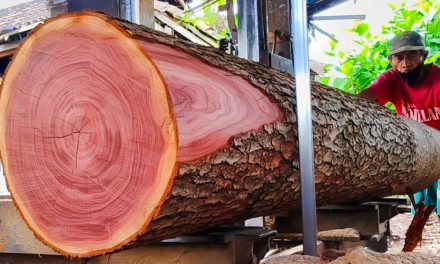 Kayu Mahoni Si Merah Eksotis Yang Bernilai Tinggi
